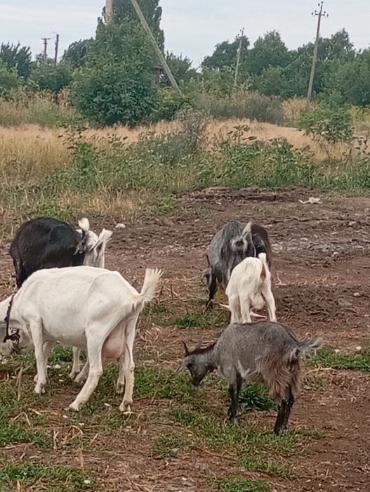 Продам молодих дійних кіз