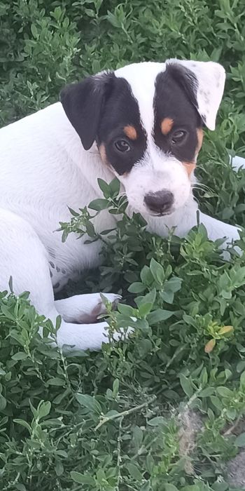 Джек Рассел тер'єр