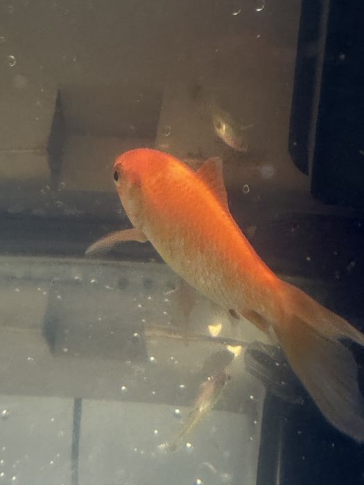 Golden fish saudaveis