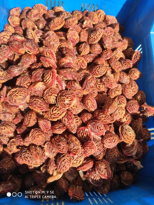 Pestki, ziarno brzoskwini  rakoniewicka