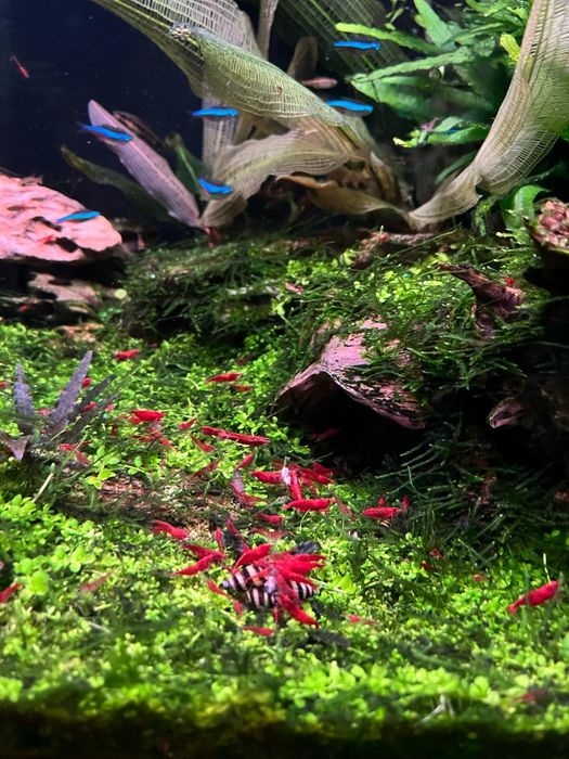 Neocaridina vermelho apurado