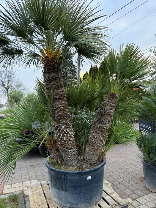 Palma Chamaerops humilis duża karłatka mrozoodporna palma do ogrodu 150-250 cm