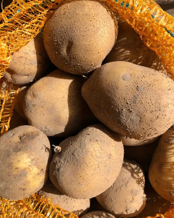 Ziemniaki jadalne, paszowe vineta