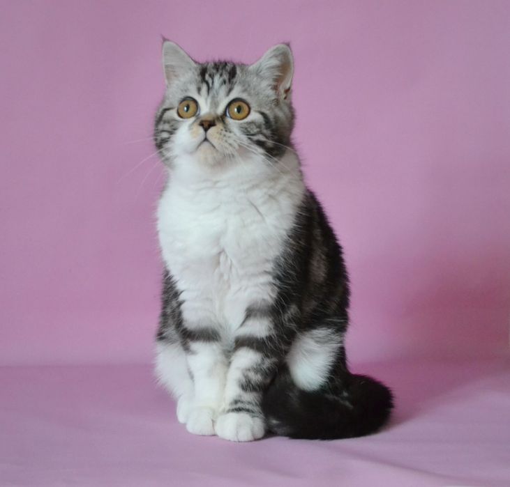 Шотландський велетень