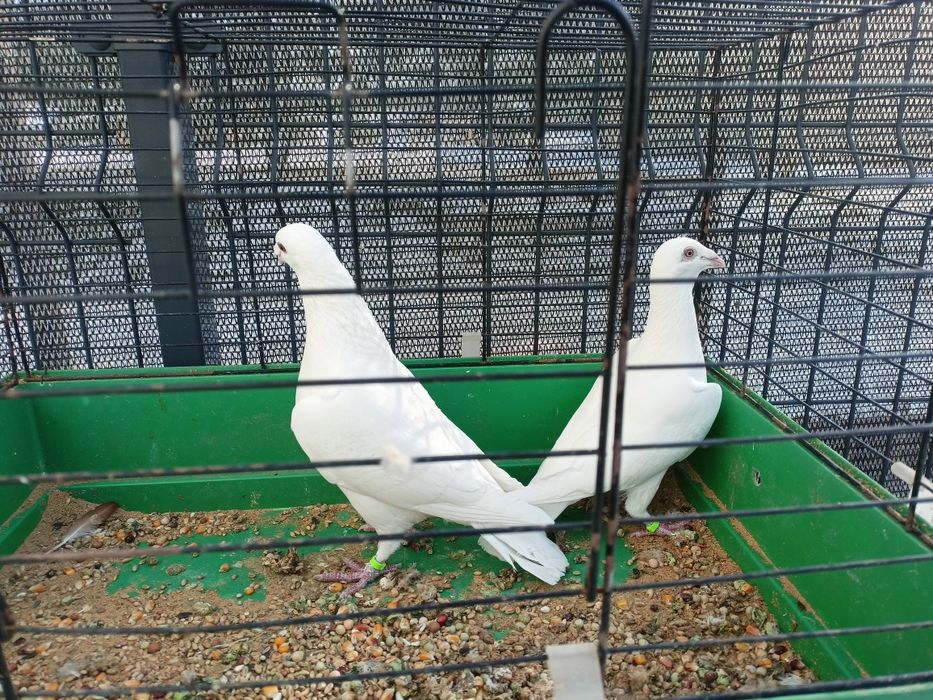 Białe pocztowe 2025