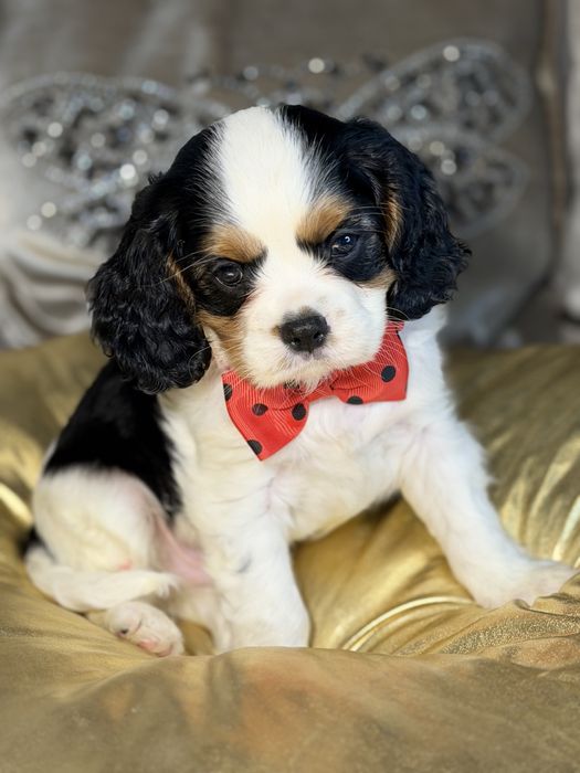 Cavalier king charles spaniel cudne szczeniaki piesek