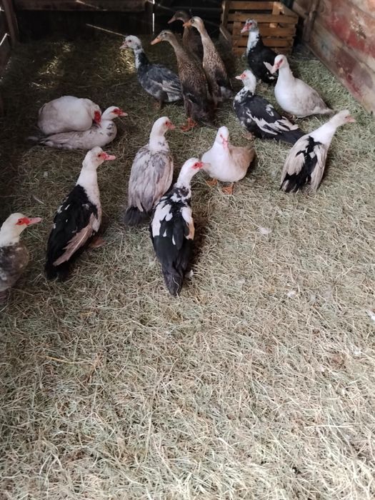 Kaczki francuskie samiczki