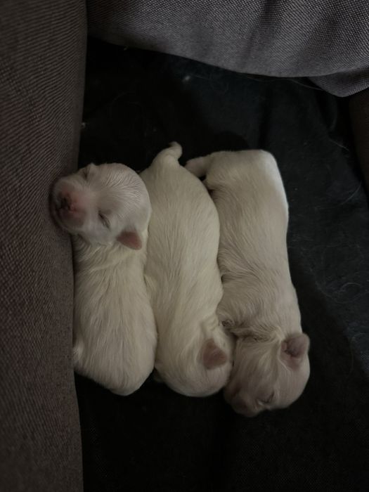 Вязка мальтийская болонка