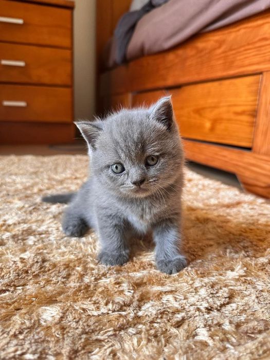 Gatinho doméstico.