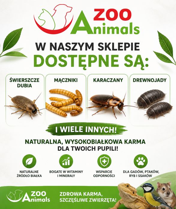 Świerszcze żywe karmówka  Zooanimals naturalna wysokobiałkowa karma