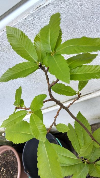 Castanheiro em vaso