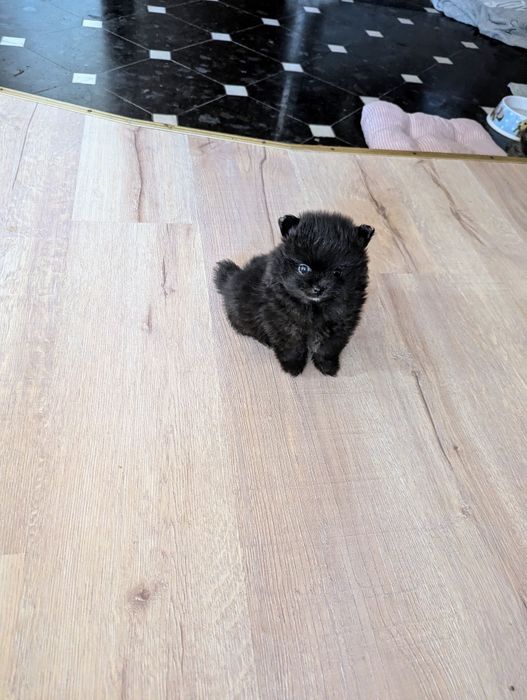 Малюк! Чернецький гарненький