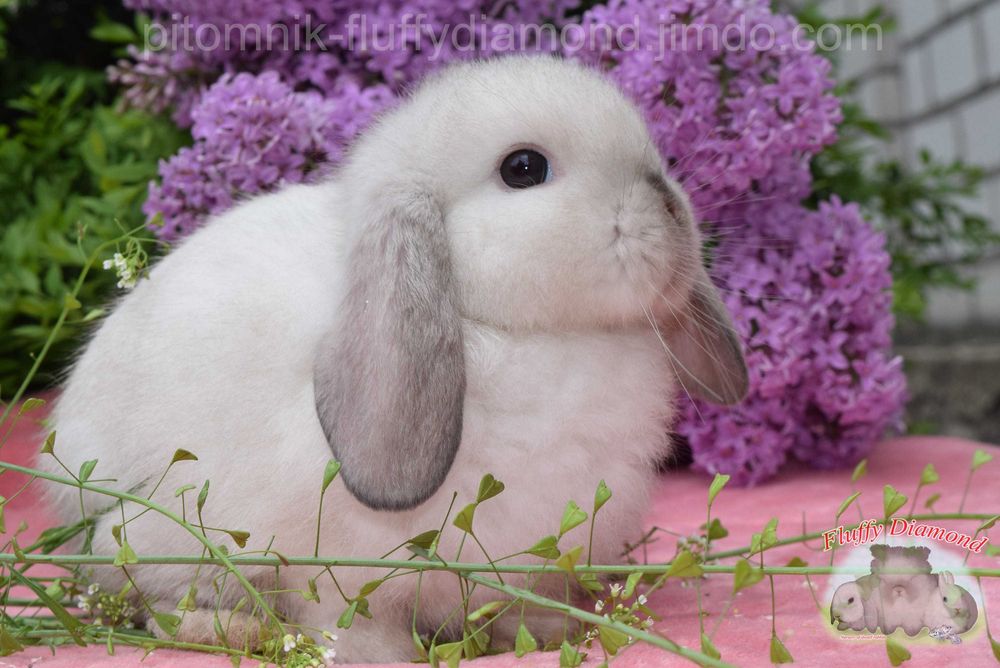 Карликові кролики з розплідника Fluffy Diamond. Великий вибір!Доставка