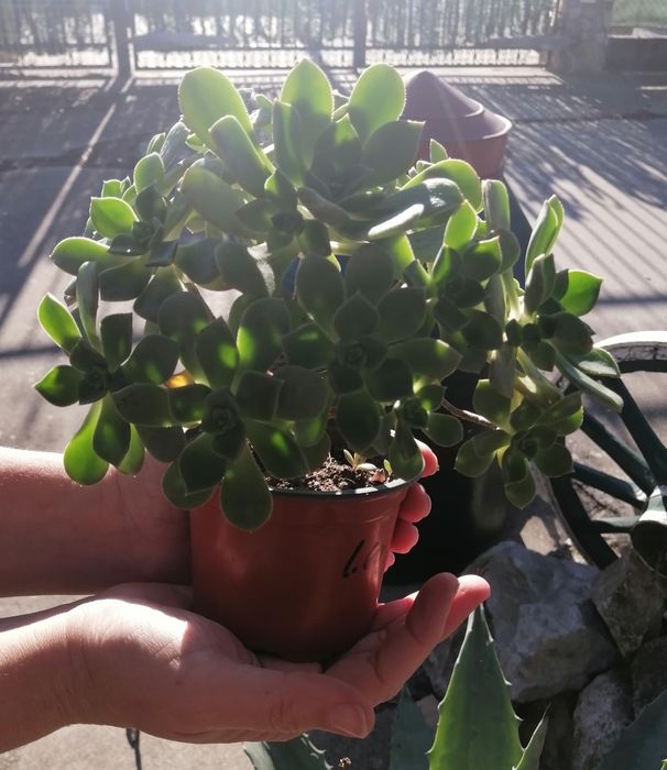 Suculenta Aeonium haworthil