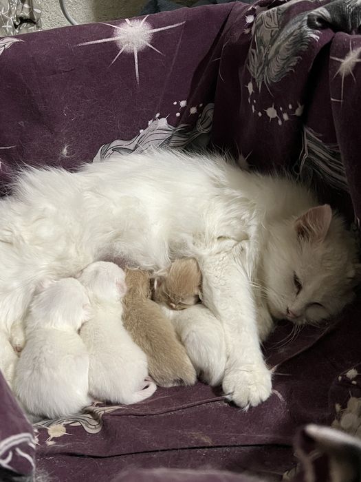 Безкоштовно кошенята