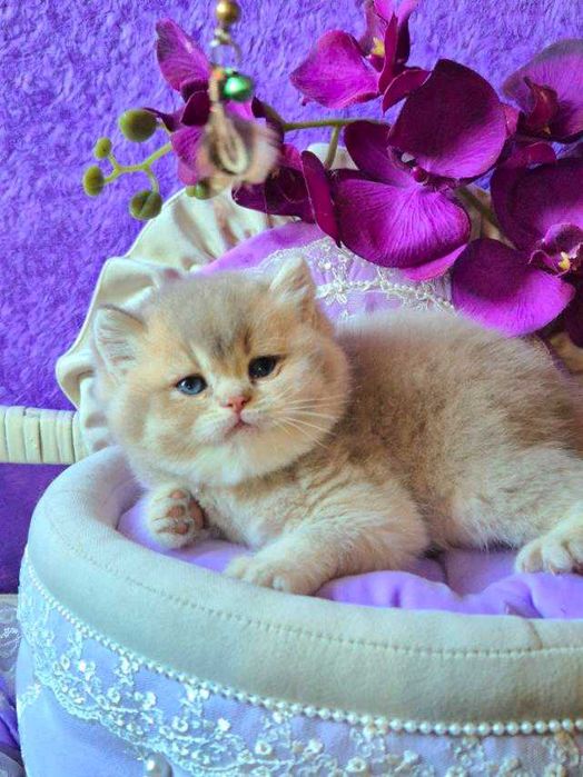 Британський хлопчик Рей Лілове золото