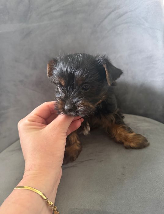 Yorkshire terrier mini suczka rodowodowa