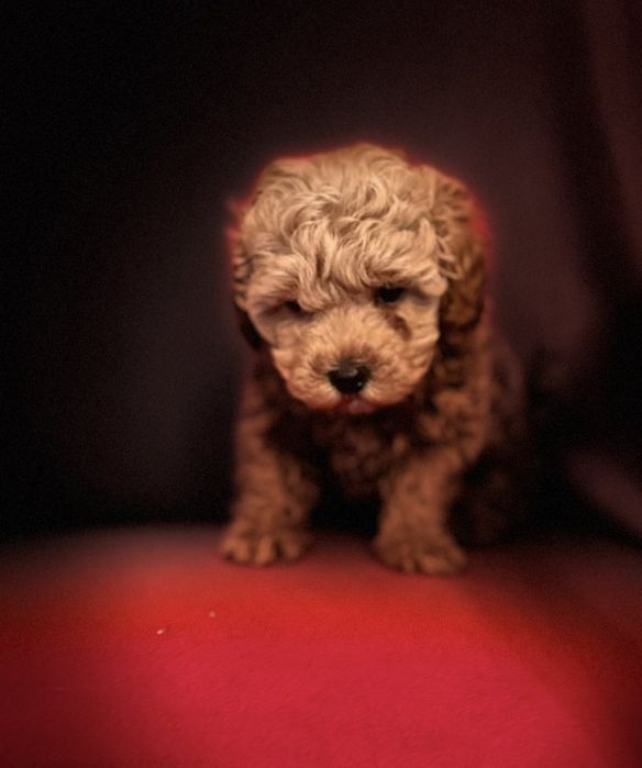 Девочка красотка Одесса