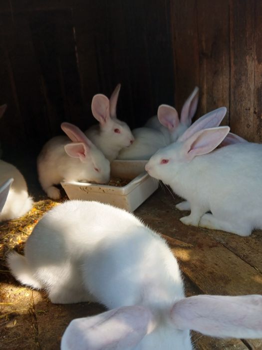 Кролі Термони Молодняк Кролики можна сім'ю