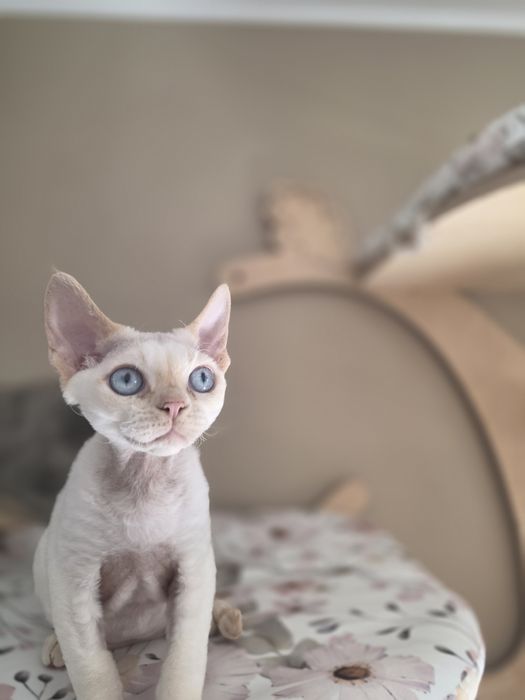 Kocurek  Devon Rex