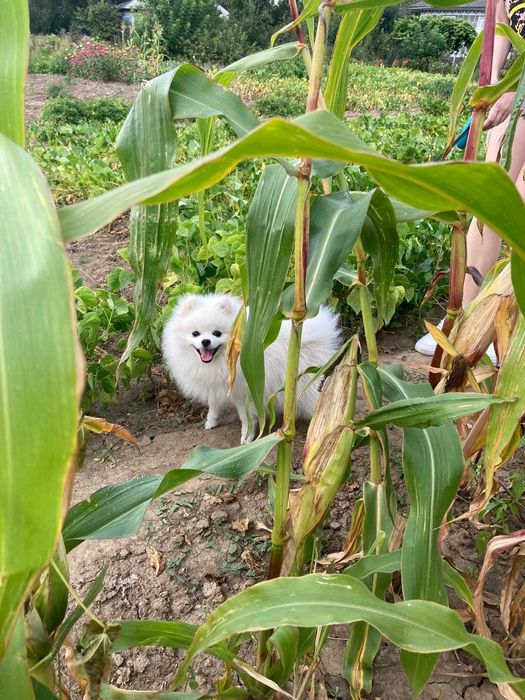 В'язка Шпіц (стандарт)