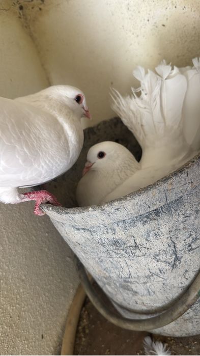 Pombos de leque Branco
