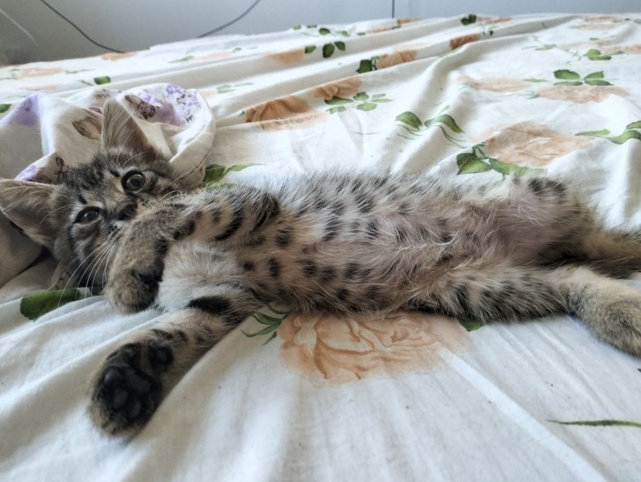 Кошеня добрі руки