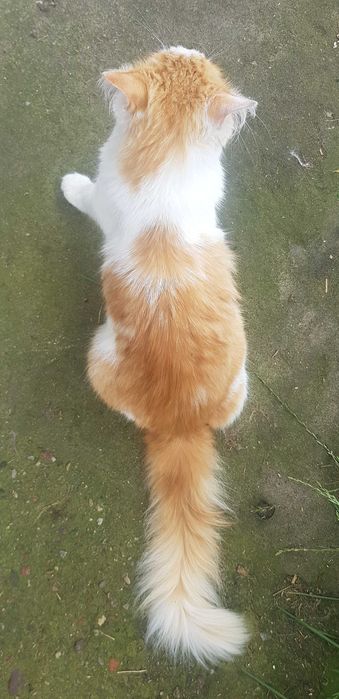 Karolek kocurek do adopcji