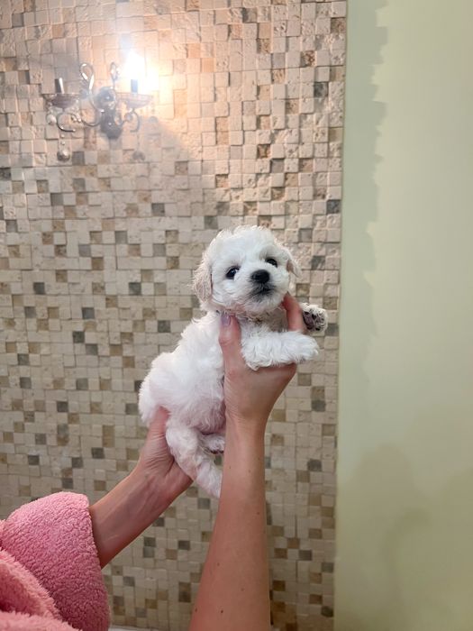 Продам міні бішон хлопчик