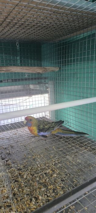 Macho rosela flaveous