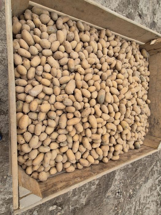 Ziemniaki drobne Qeen Anna