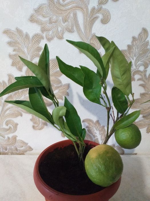 Мандарины, апельсины, лимоны, финик гранат