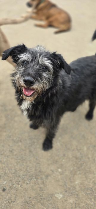 Do adopcji samiec 15kg