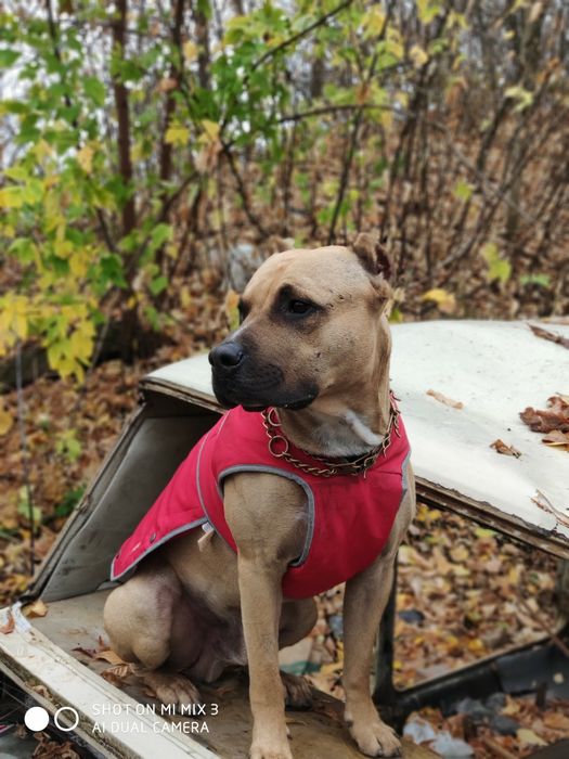 Пит-буль мальчик