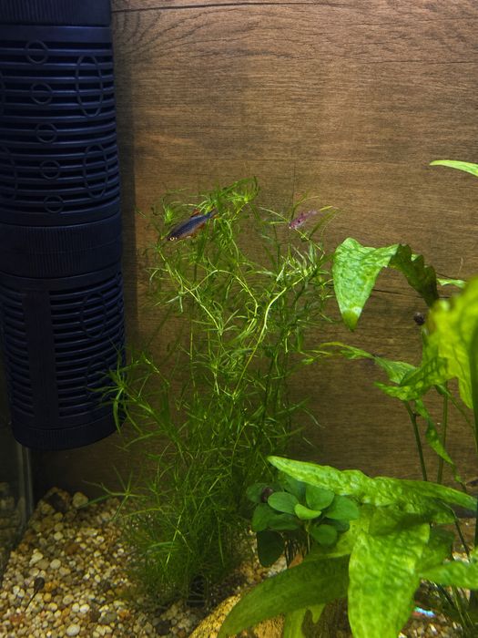 Najas guadalupensis (Guppy-grass)