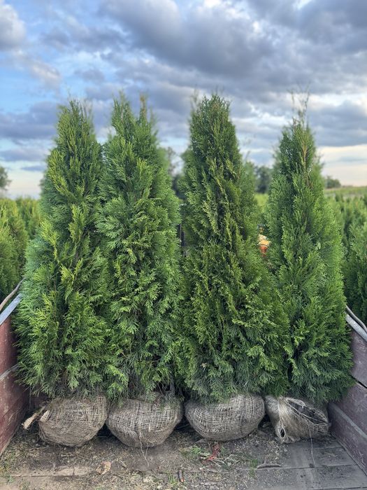 Gęsta Tuja Szmaragd 160-170cm Dostawa Sadzenie Producent
