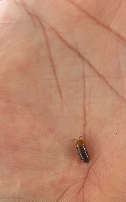 Isopodes (Bichos de conta)