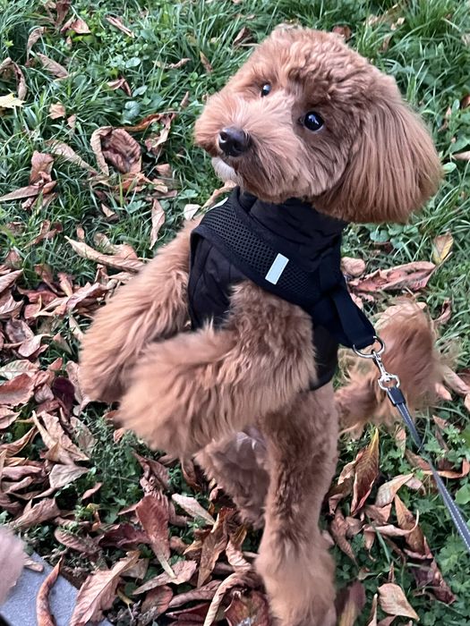 Вʼязка мальтипу F2