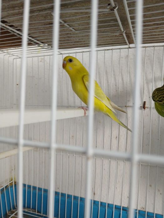 Piriquitos australianos