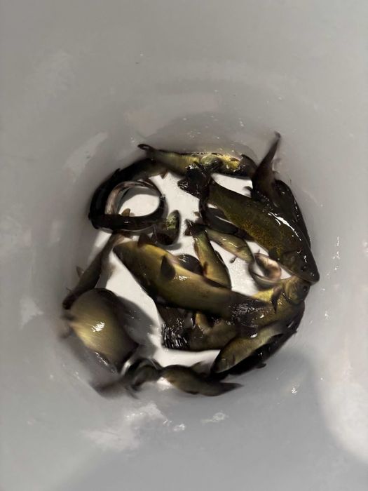 Lin zarybieniowy, narybek - pakiet