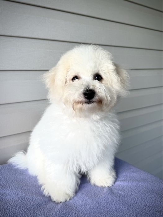 ТЕРМІНОВО Цуценята Бішон фрізе КСУ FCI 10 міс