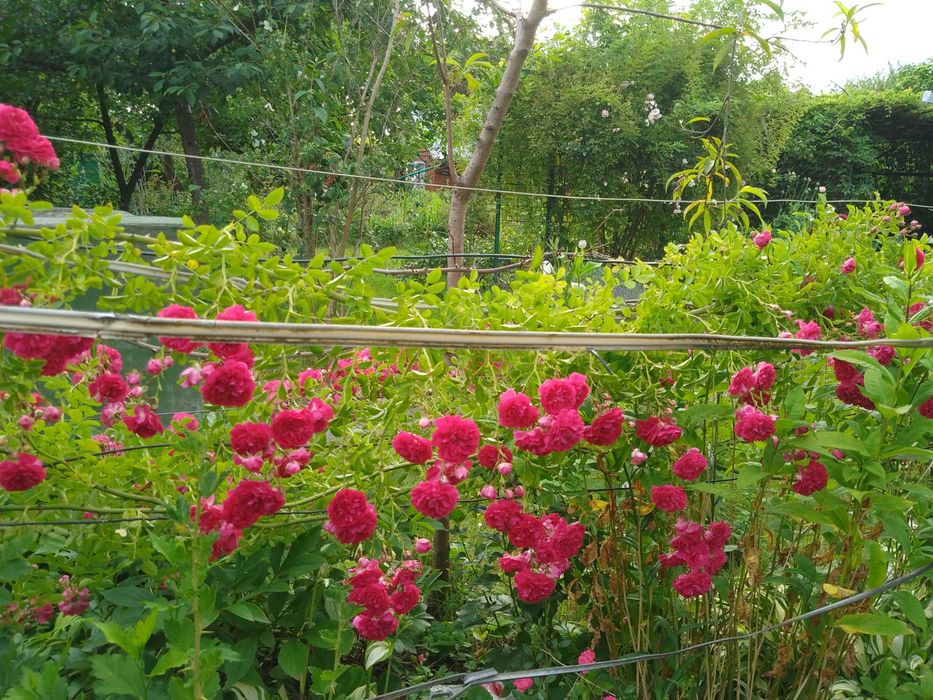 działka ROD Krokus