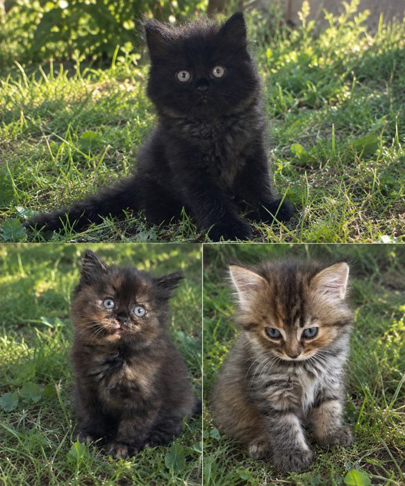 Віддам кошенят у добрі руки