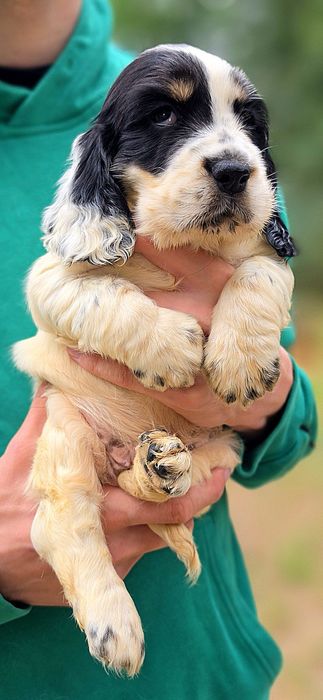 Cocker spaniel angielski, piesek tricolor, rodowód