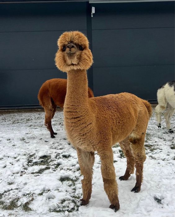 Alpaka samice samica alpaki