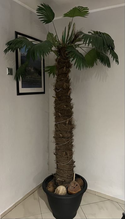 Palma sztuczna(liście),pień prawdziwy  Wysokość całości 2,4m