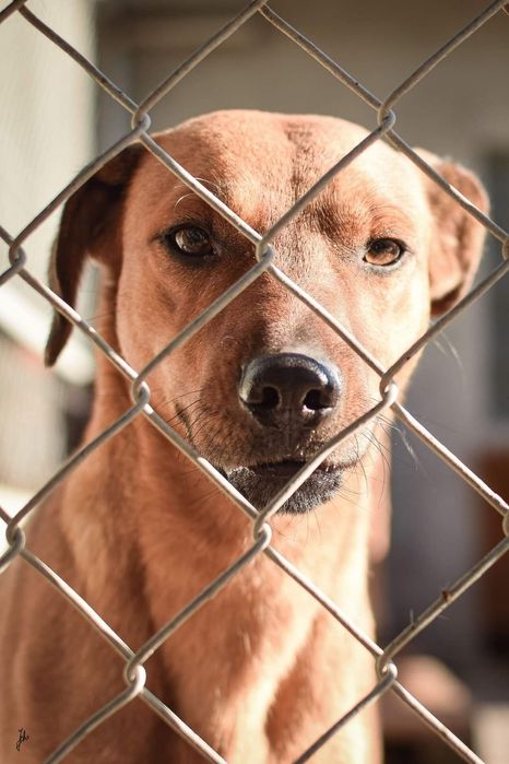 1,5 roczny delikatny psiak prosi o Dom!