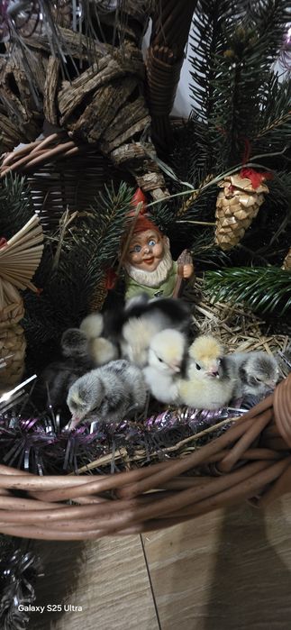 Kurczaki silki i białoczuby