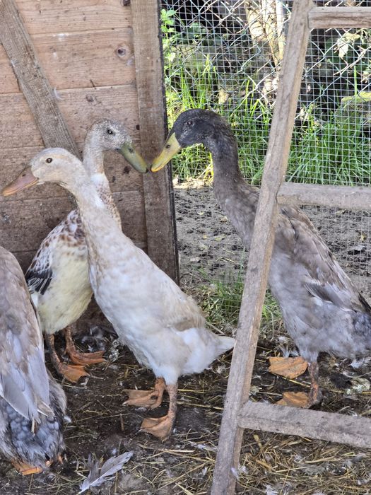 Kaczki Biegusy 1,5 letnie