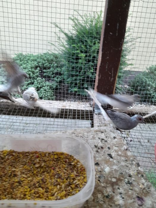 Gołąbki diamentowe